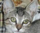 In Gedenken an Kater Luke, Okt. 2011