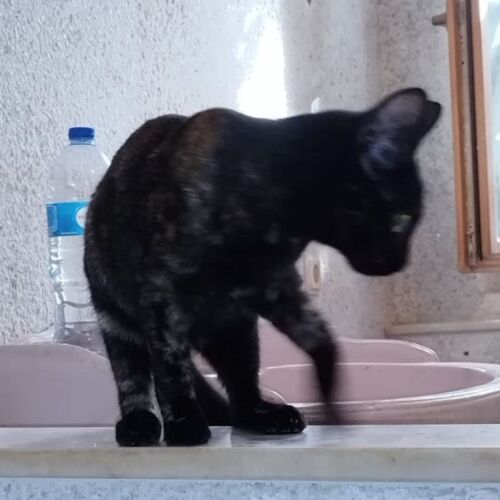 Katze