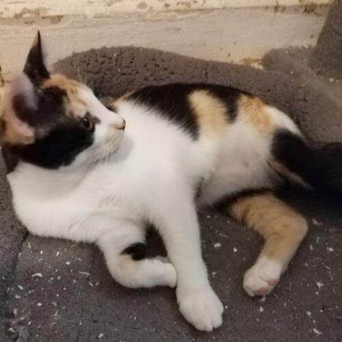 Katze