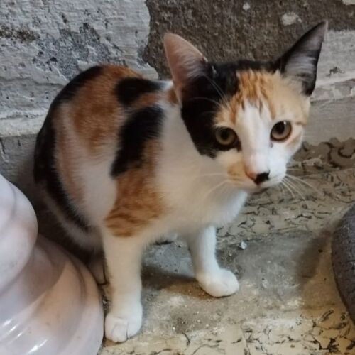 Katze