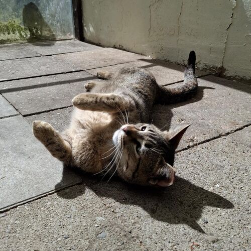Katze