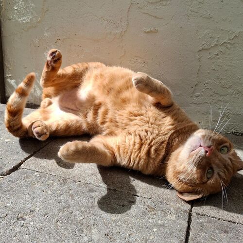 Katze