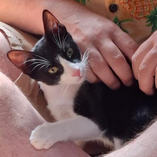 Oreo