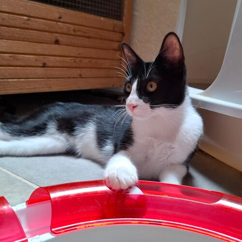 Oreo
