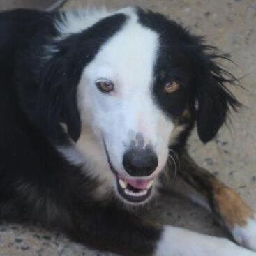 Feenja