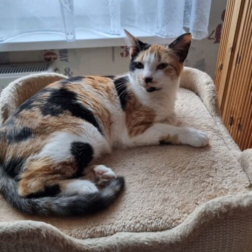 Katze