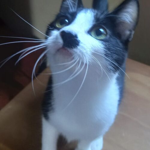 Katze