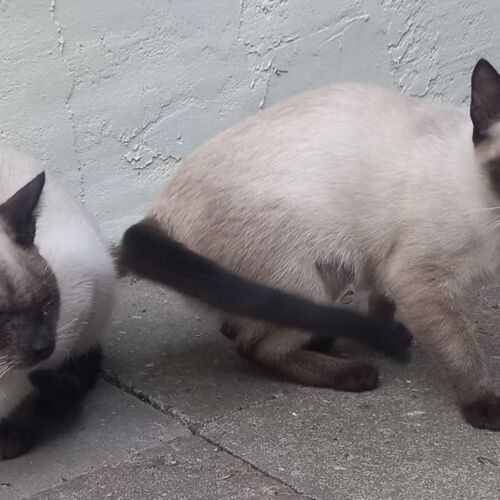 Katze