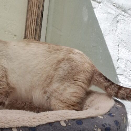 Katze