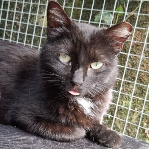 Katze