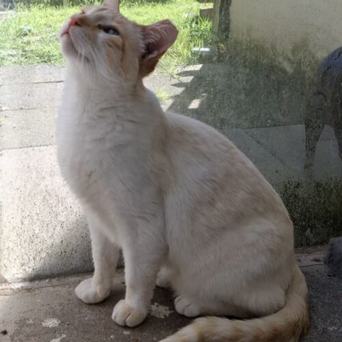 Katze