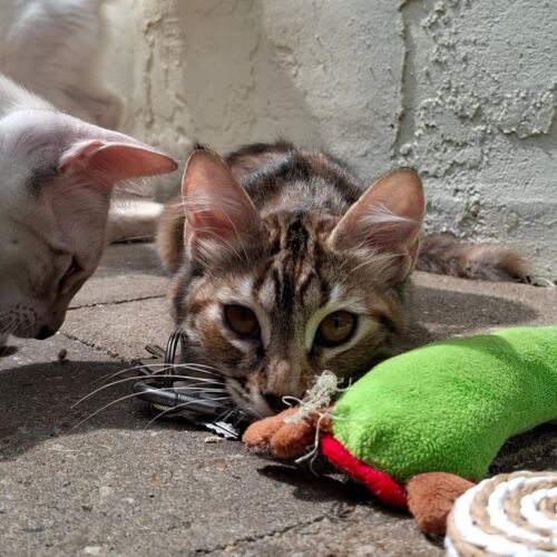 Katze