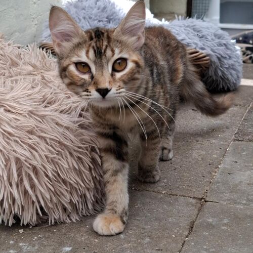 Katze