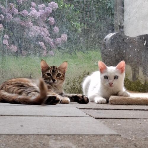 Katze