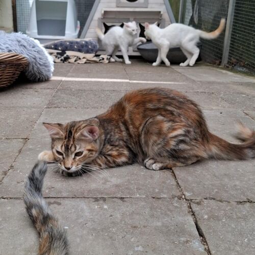 Katze