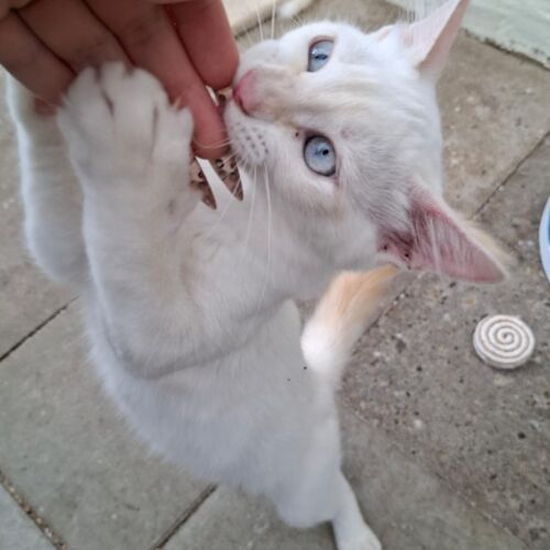 Katze