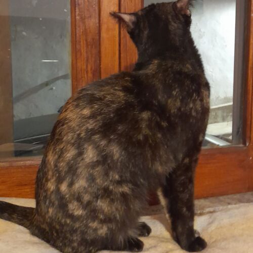 Katze