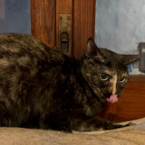 Katze