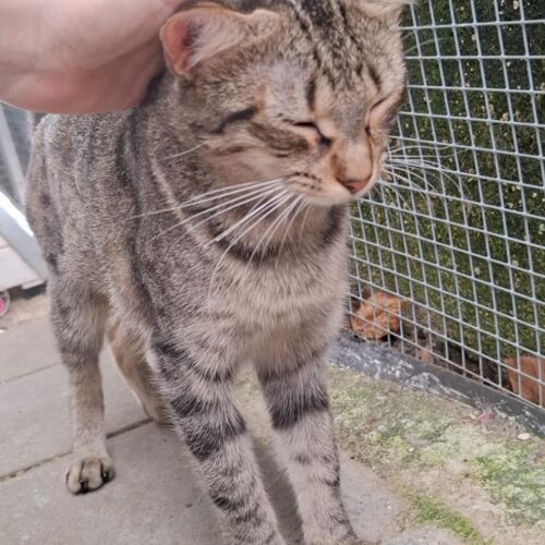 Katze