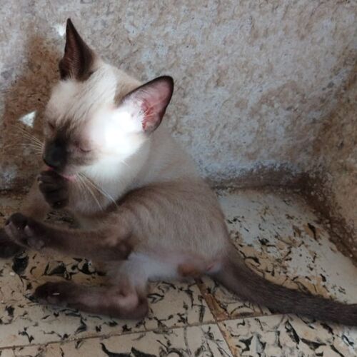 Katze