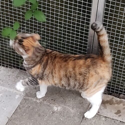 Katze