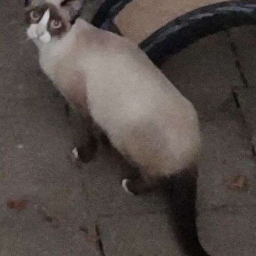Katze