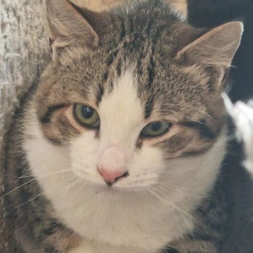 Katze