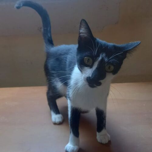 Katze