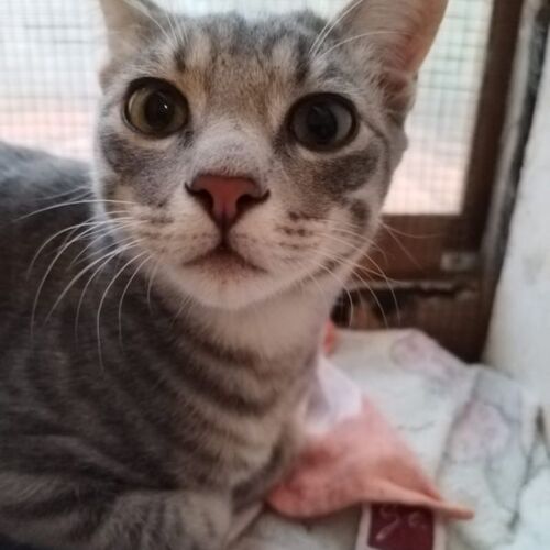 Katze