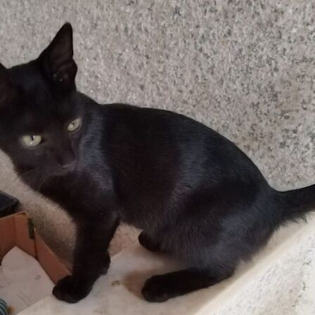 Katze