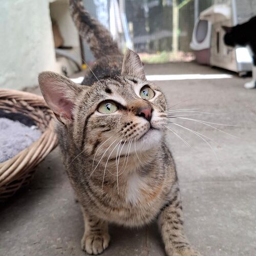 Katze