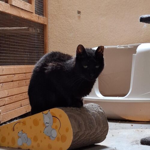 Bonita