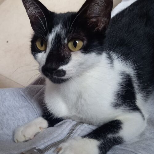 Katze