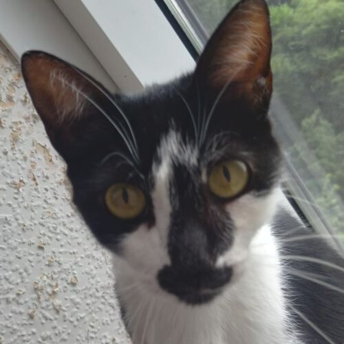 Katze
