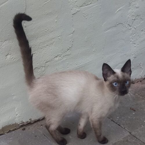 Katze