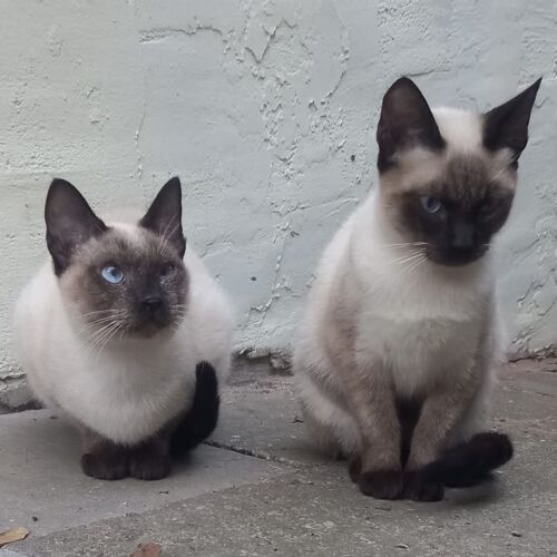 Katze