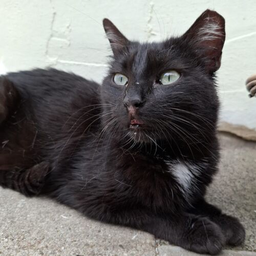Katze