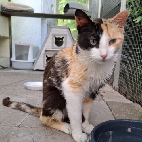 Katze