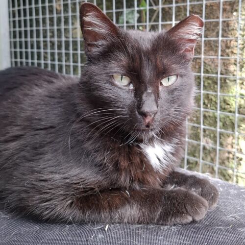 Katze