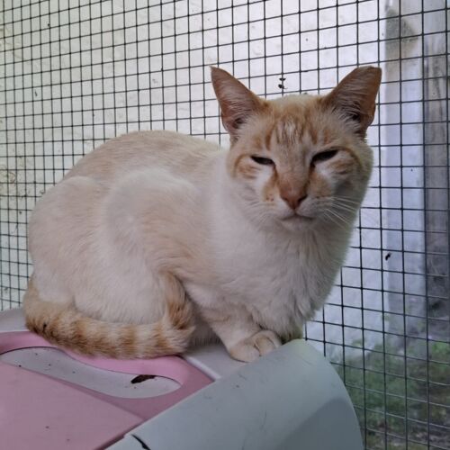 Katze