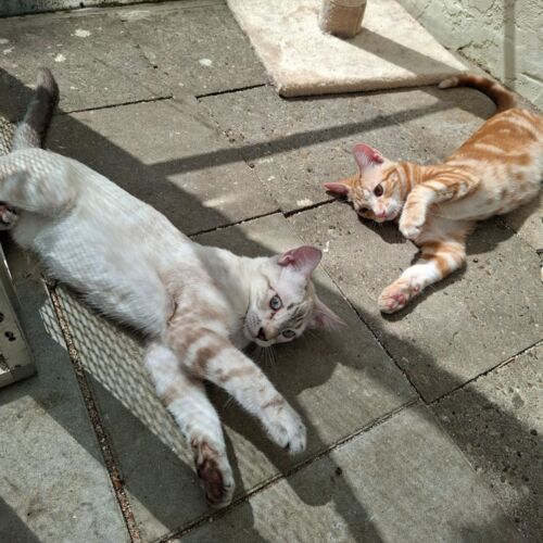 Katze