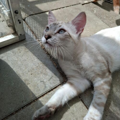 Katze