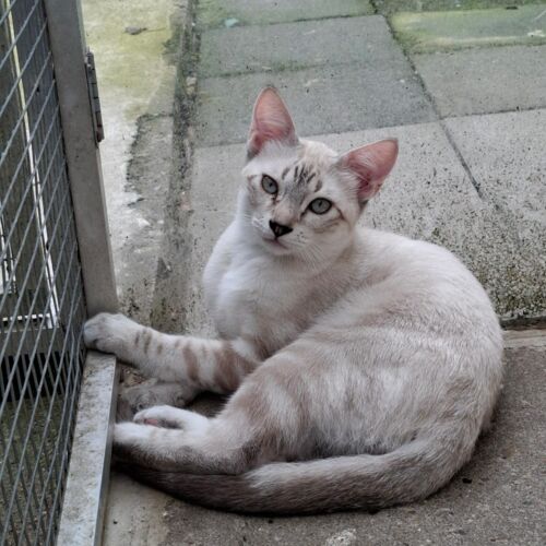 Katze