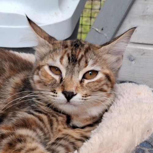 Katze