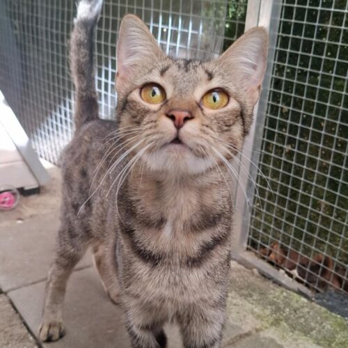 Katze