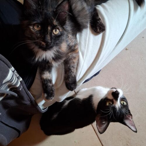 Katze