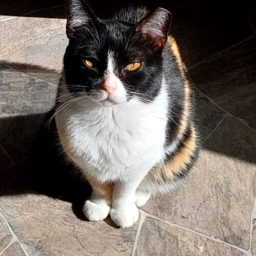Katze