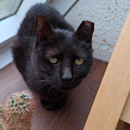 Bonita