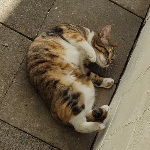 Katze