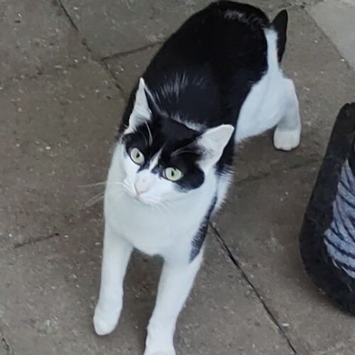 Katze